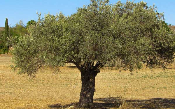 Olivenbaum Bring Sie Etwas Mediterranes Zu Sich Nach Hause