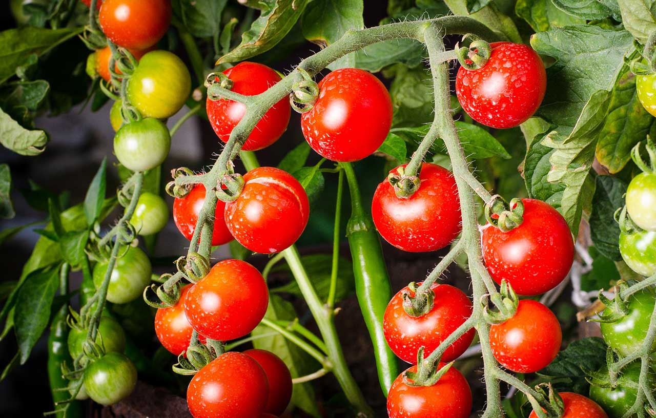 Tomaten Pflanzen - Für mehr Farbe und Essen im Leben
