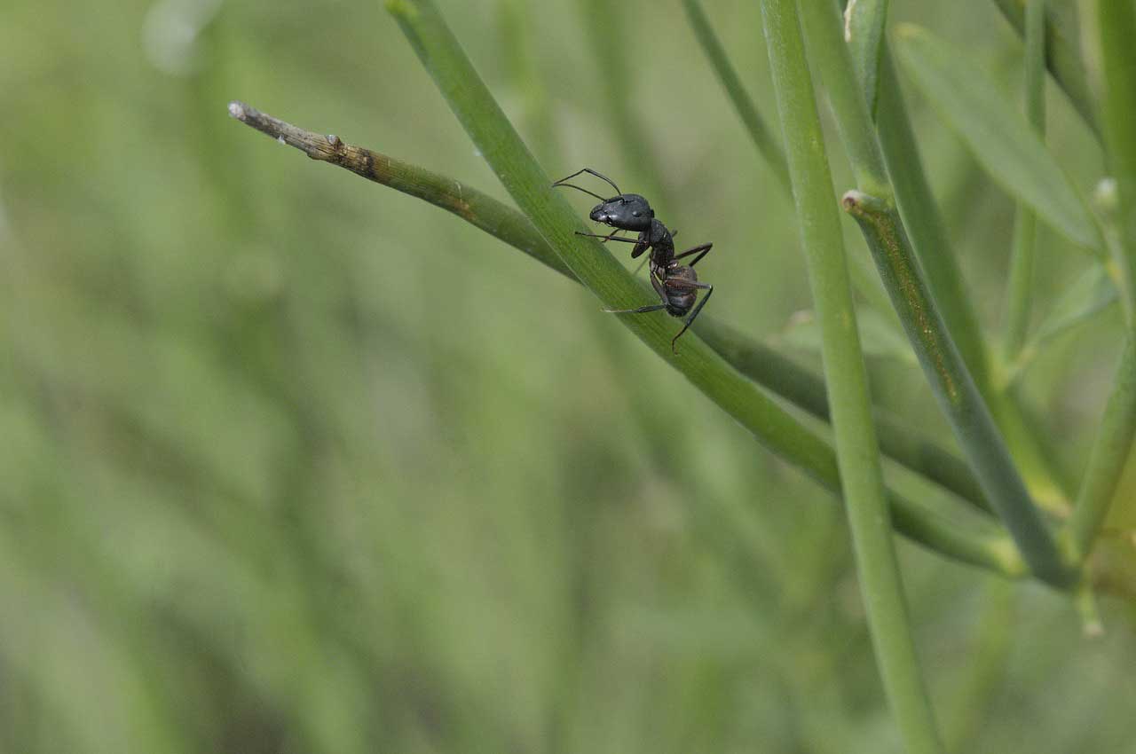 Ameisen im Rasen vertreiben - Retten Sie Ihren Rasen vor Insekten
