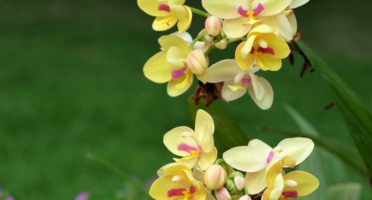 Orchideen schneiden - Anleitung für Zuhause