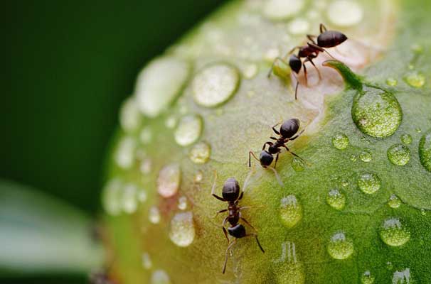 Ameisen im Rasen vertreiben - Rasen von der Plage befreien