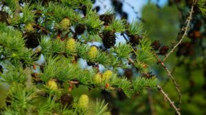 Schnellwachsende Nadelbaume 5 Sorten Baume Besonders Schnell