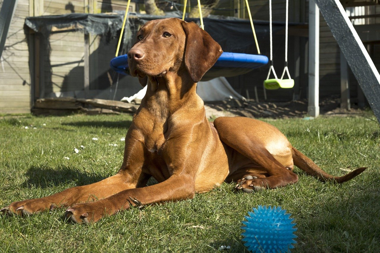 Ruhestörung durch Hundegebell Wo endet die Zumutbarkeit?