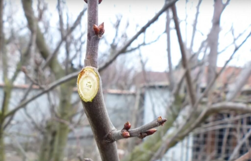 Der HÄUFIGSTE FEHLER beim Obstbaumschnitt im Garten und wie man ihn korrigiert