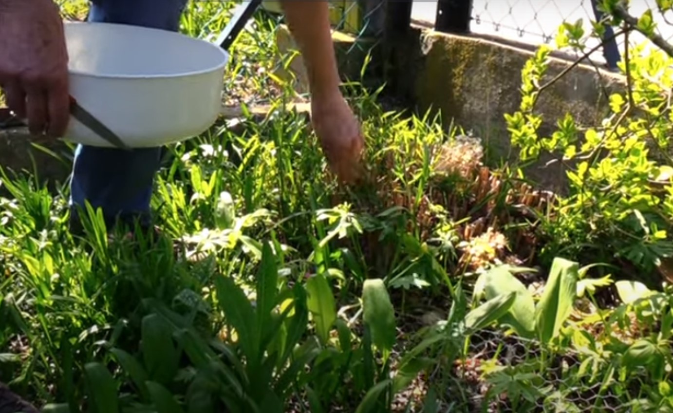 Bärlauch im Garten ernten Unterschiede zum giftigen