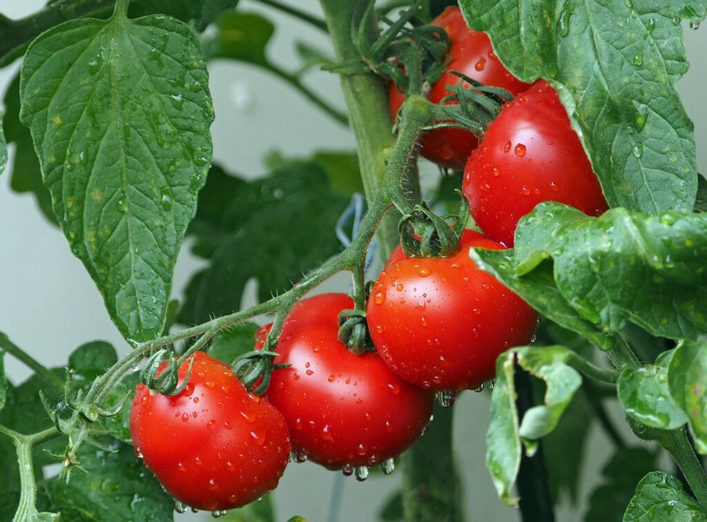 Tomatenkübel günstig selber bauen