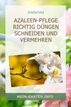 Azaleen-Pflege Richtig düngen schneiden und vermehren