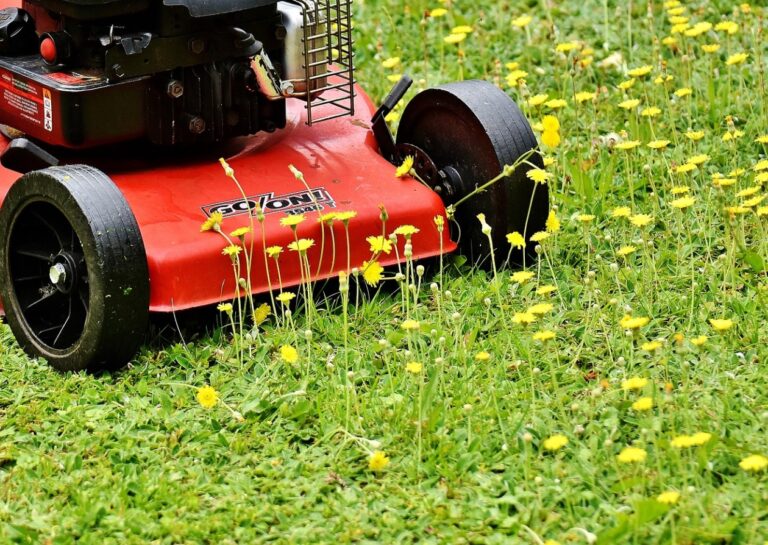 Rasenpflege im Frühjahr Der perfekte Ablauf!