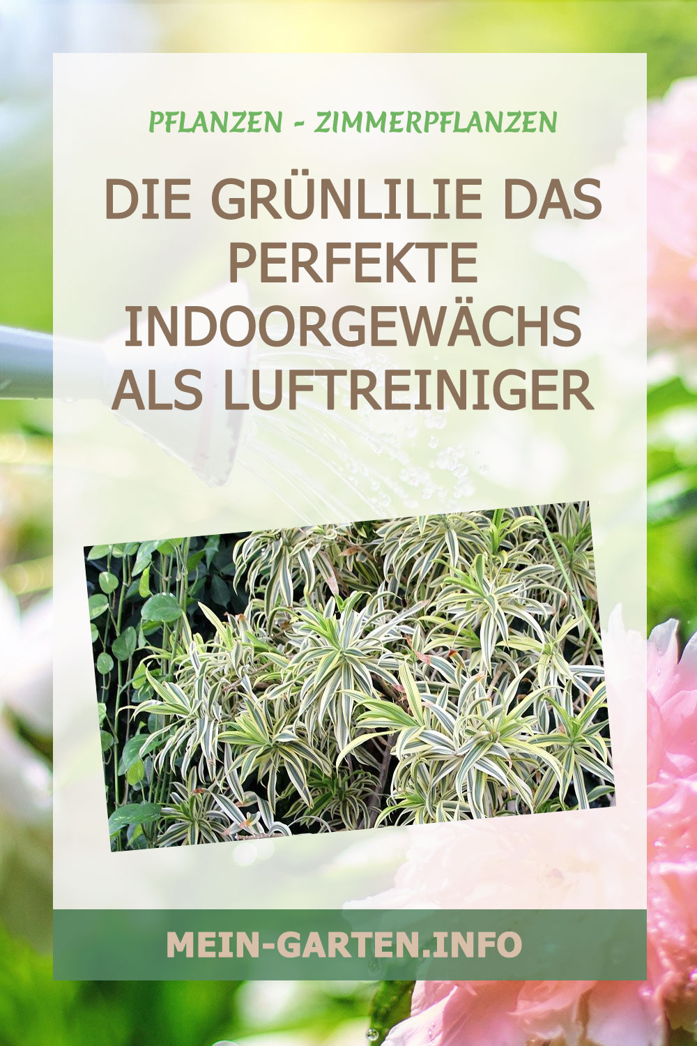 Die Grünlilie das perfekte Indoorgewächs als Luftreiniger