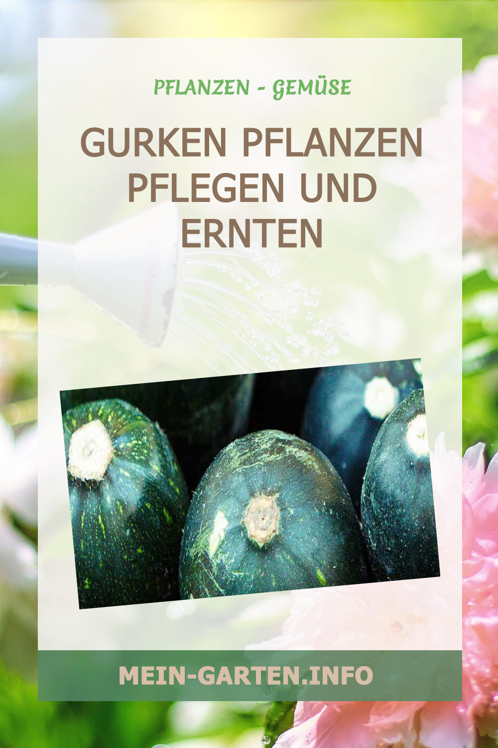 Gurken pflanzen pflegen und ernten