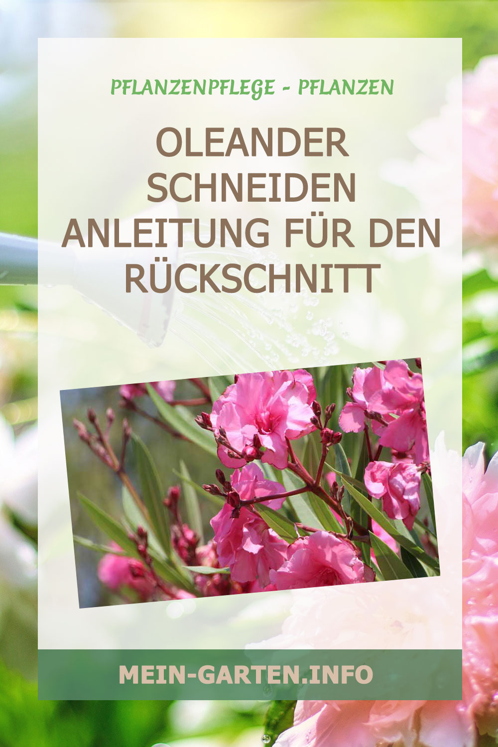 Oleander Schneiden – Anleitung für den Rückschnitt