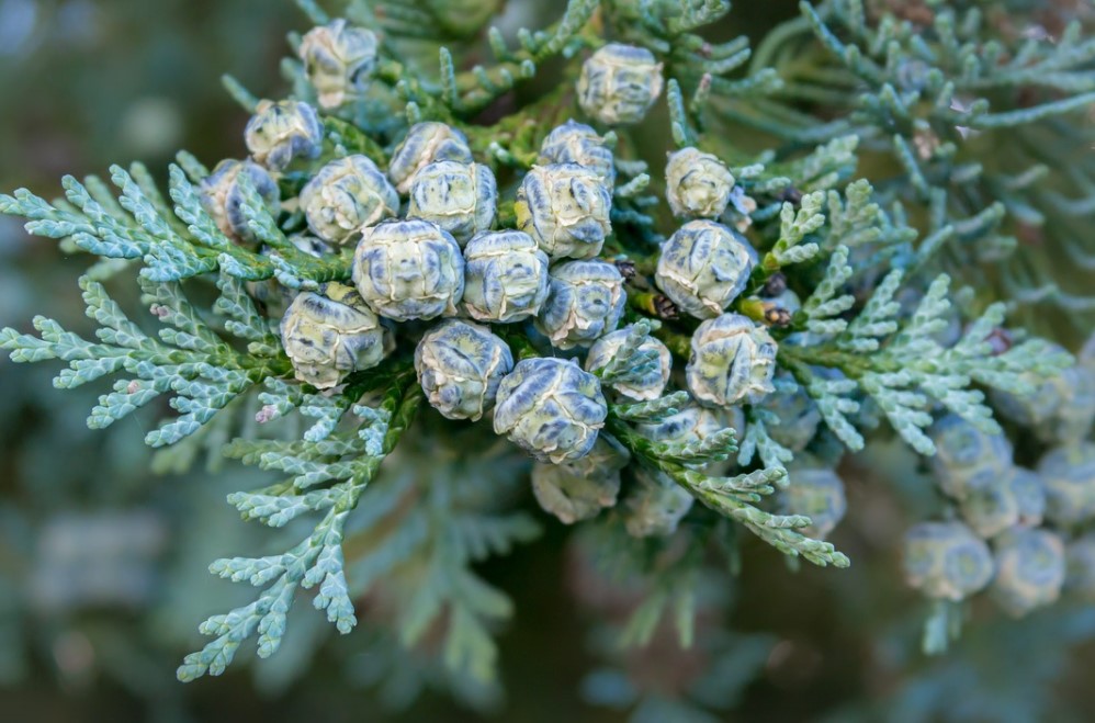 Thuja Smaragd Pflanzung, Pflege & Düngung der Heckenpflanze