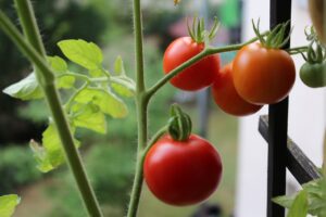 Tomatenkübel günstig selber bauen - Tomaten für den Balkon