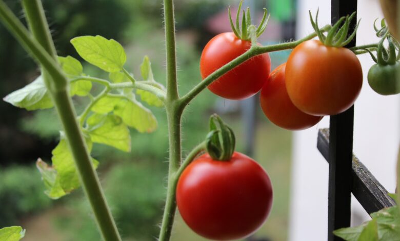 Tomatenkübel günstig selber bauen - Tomaten für den Balkon