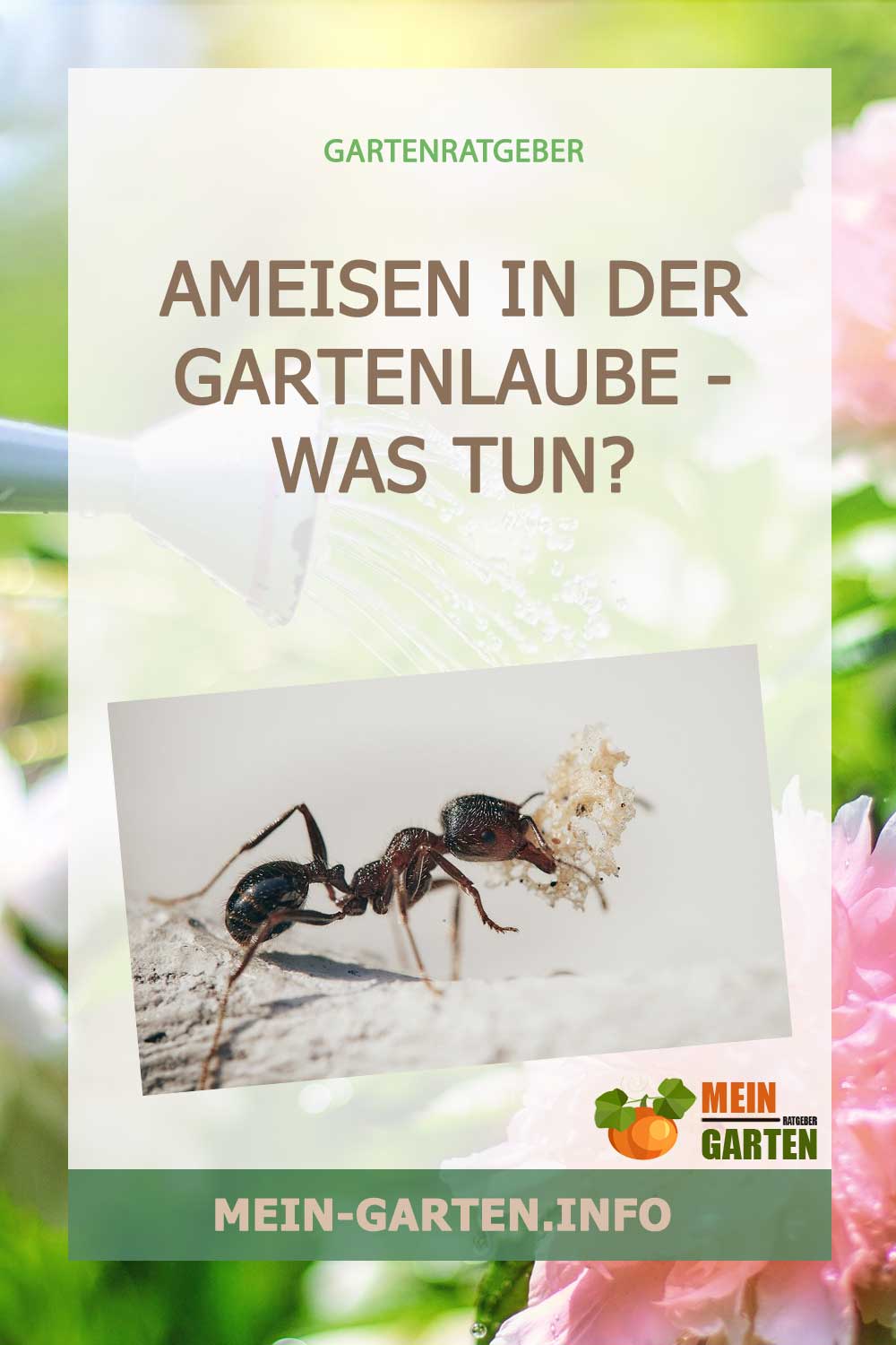 Ameisen in der Gartenlaube – Was tun?
