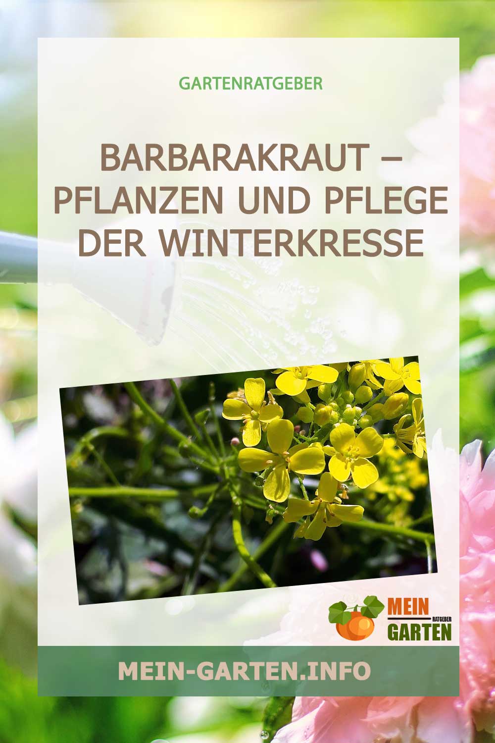 Barbarakraut – Pflanzen und Pflege der Winterkresse