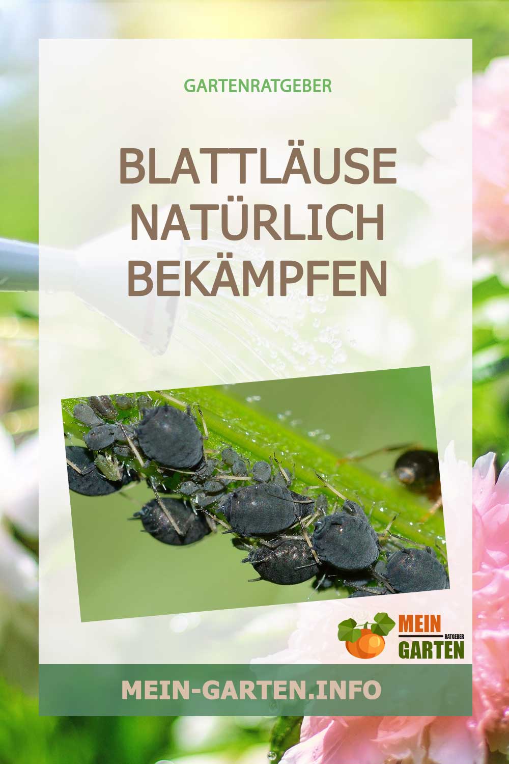Blattläuse natürlich bekämpfen