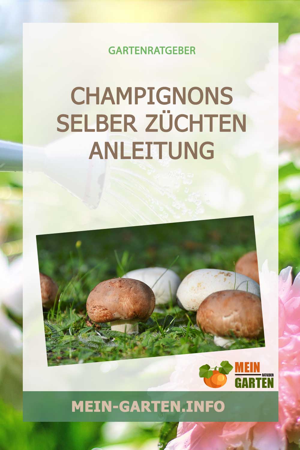 Champignons selber züchten und ernten