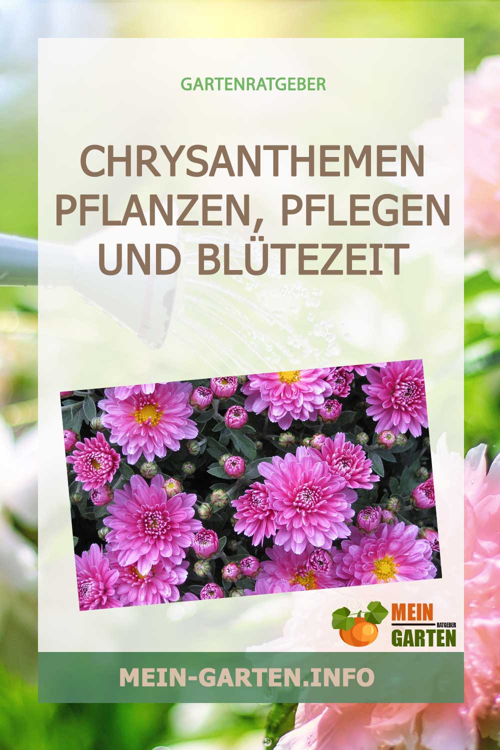 Chrysanthemen pflanzen, pflegen und Blütezeit der Korbblütler