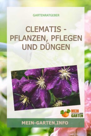Clematis - pflanzen, pflegen und düngen