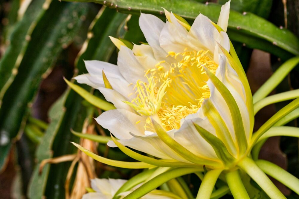 Blüte und Bestäubung der Drachenfrucht