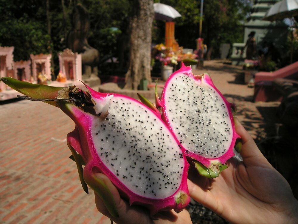 Drachenfrucht ziehen aus Samen