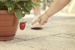Kinderleicht mit unserer anleitung: Erdbeeren in Töpfen anbauen