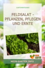 Feldsalat - pflanzen, pflegen und Ernte Saison