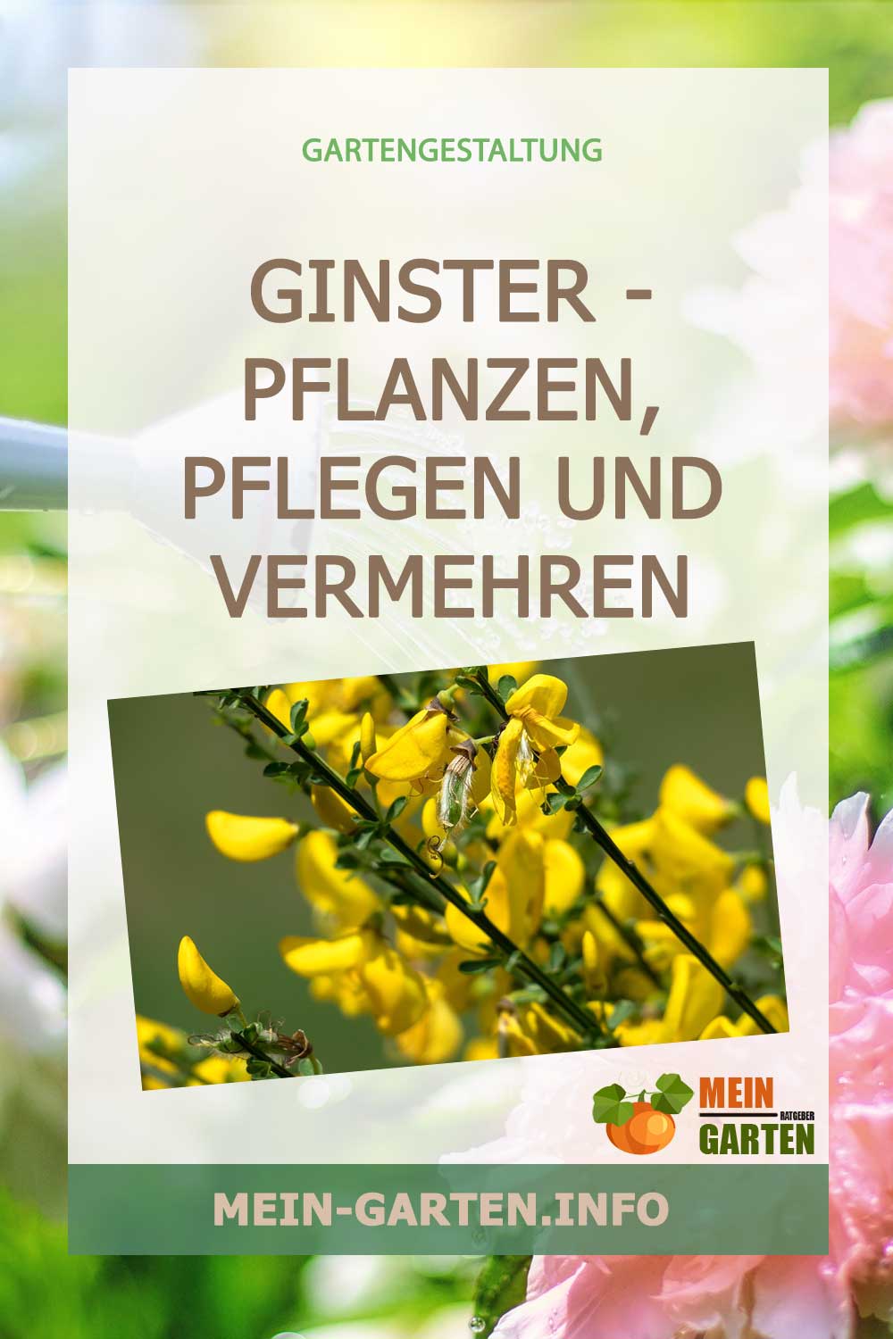 Ginster – pflanzen, pflegen und vermehren