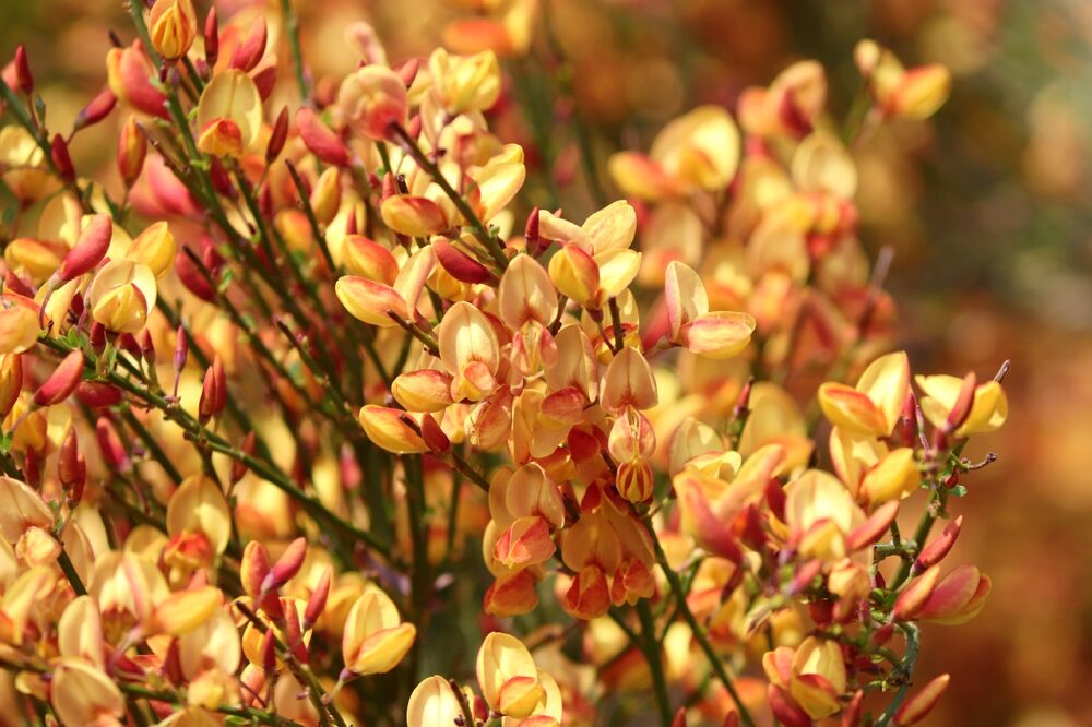 Edelginster in der Farbe Orange