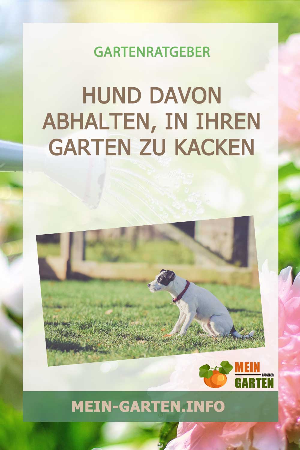Wie Sie einen Hund davon abhalten, in Ihren Garten zu kacken
