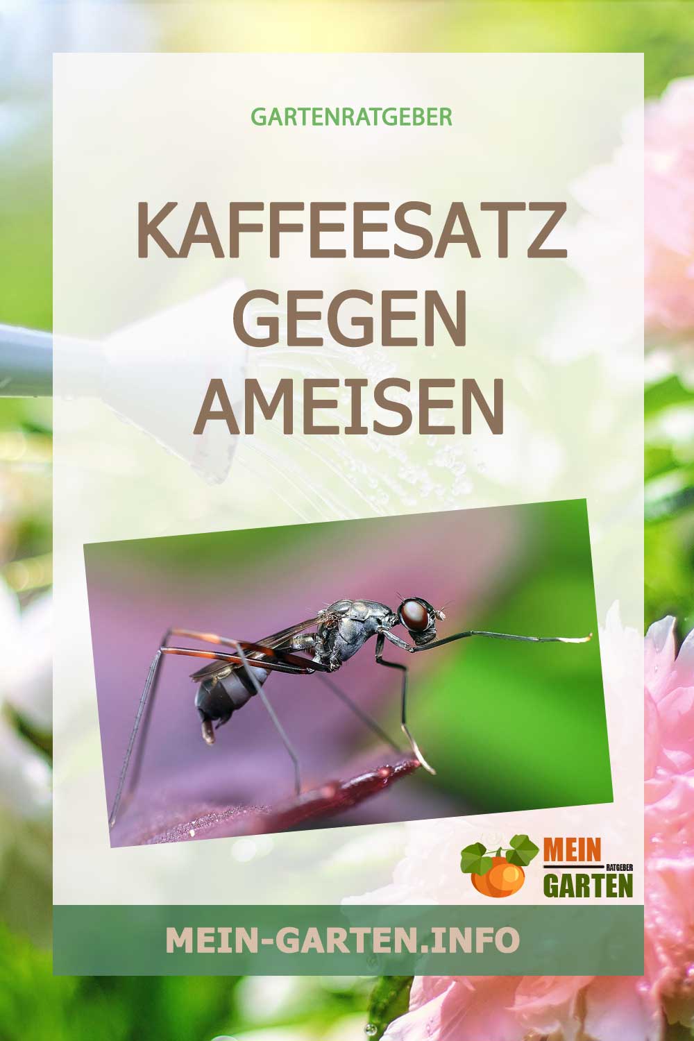Kaffeesatz gegen Ameisen – Wirksames Hausmittel gegen die Plage?