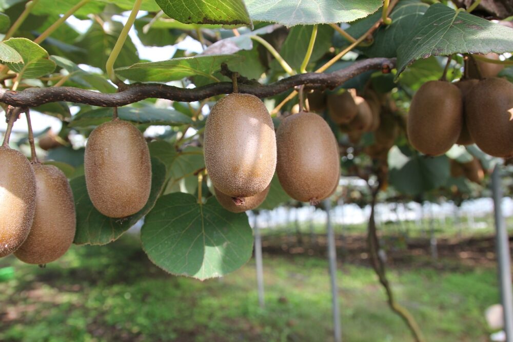 Kiwi Früchte aus der eigenen Ernte