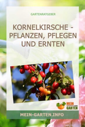Kornelkirsche - pflanzen, pflegen und ernten
