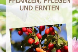 Kornelkirsche - pflanzen, pflegen und ernten