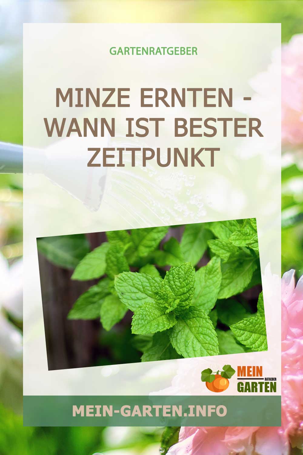 Minze ernten – Wann ist die beste Zeit?