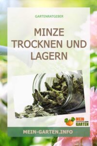 Minze trocknen und lagern