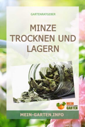 Minze trocknen und lagern