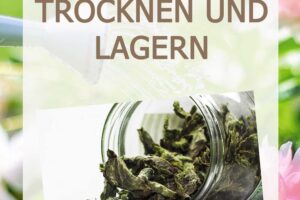 Minze trocknen und lagern