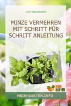Minze vermehren mit Schritt für Schritt Anleitung