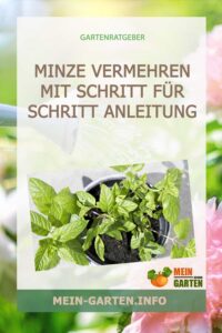 Minze vermehren mit Schritt für Schritt Anleitung