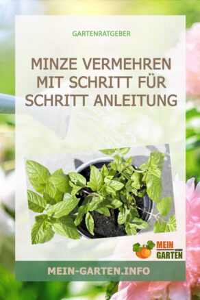 Minze vermehren mit Schritt für Schritt Anleitung