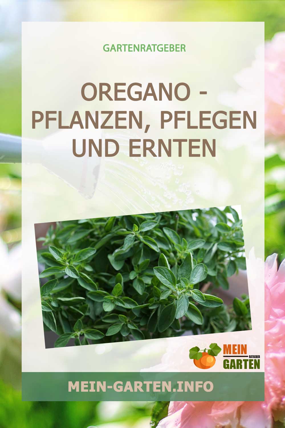 Oregano – pflanzen, pflegen und ernten