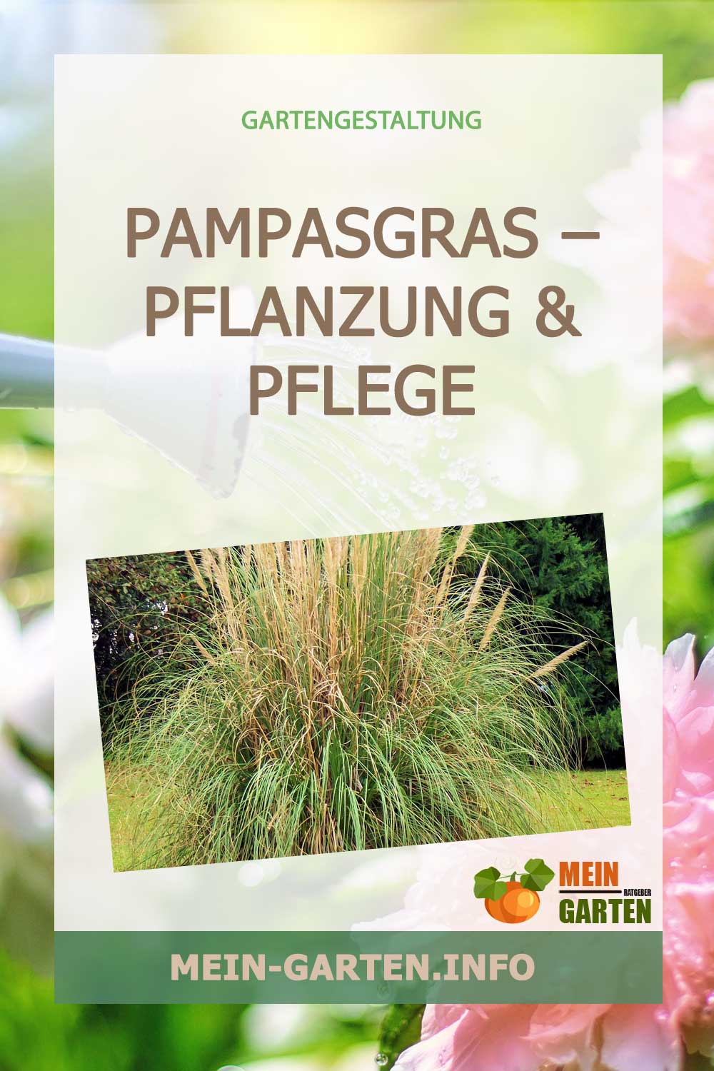 Pampasgras – Pflanzung & Pflege des üppigen Ziergras