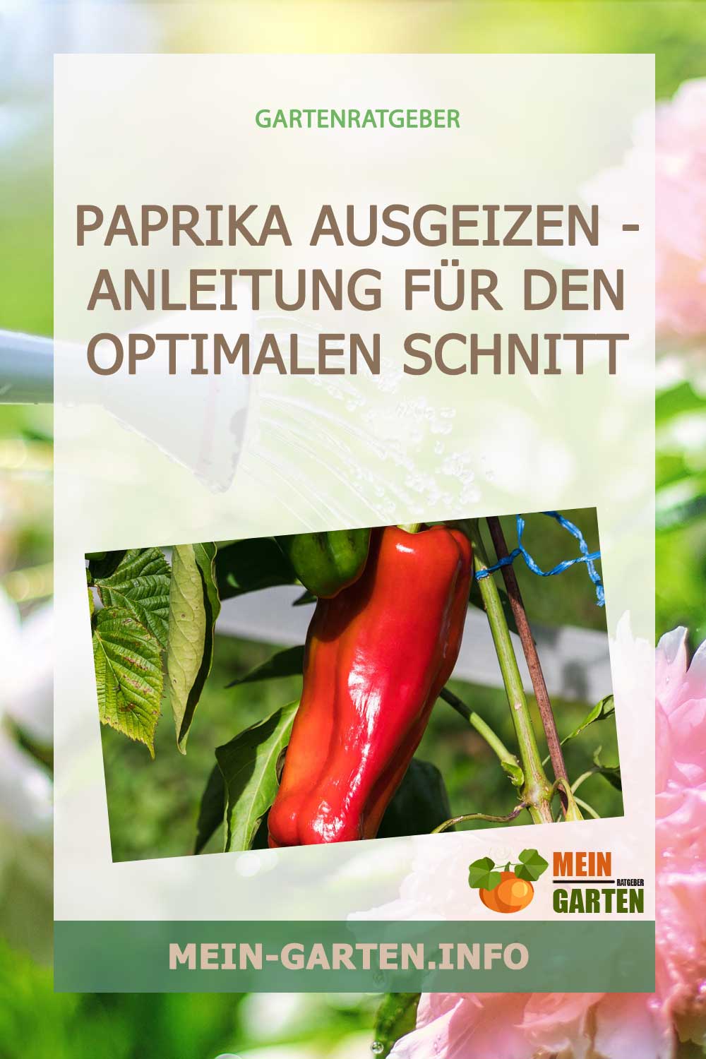 Paprika ausgeizen – Anleitung für den optimalen Schnitt