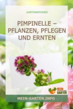 Pimpinelle – pflanzen, pflegen und ernten