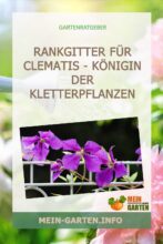 Rankgitter für Clematis - Königin der Kletterpflanzen