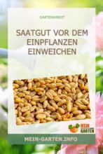 Saatgut vor dem Einpflanzen einweichen