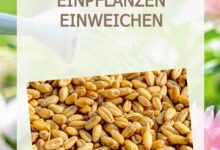 Saatgut vor dem Einpflanzen einweichen