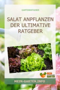 Salat anpflanzen – Von der Aussaat, Pflege bis zur Ernte